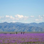 CHILE-DESERT-BLOOMING